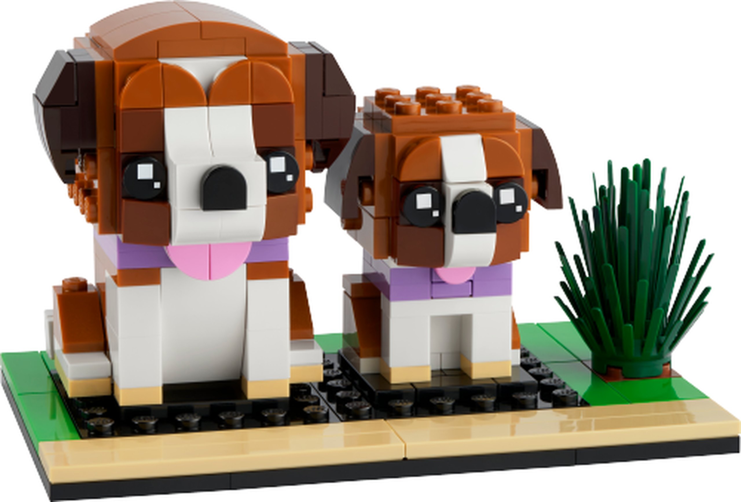 Modèle officiel LEGO 40543 : Les saint-bernards. Un saint-bernard adulte et son chiot associent pelage brun et blanc, colliers lavande et langues roses. Le socle beige et vert vif porte aussi un buisson.
